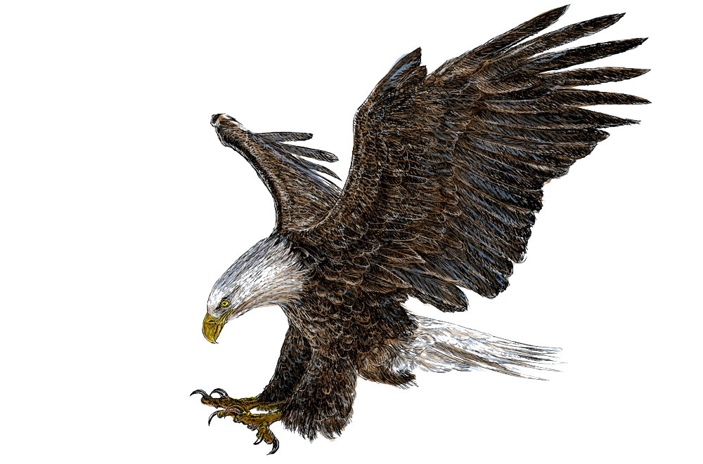Eagle Bird Clipart