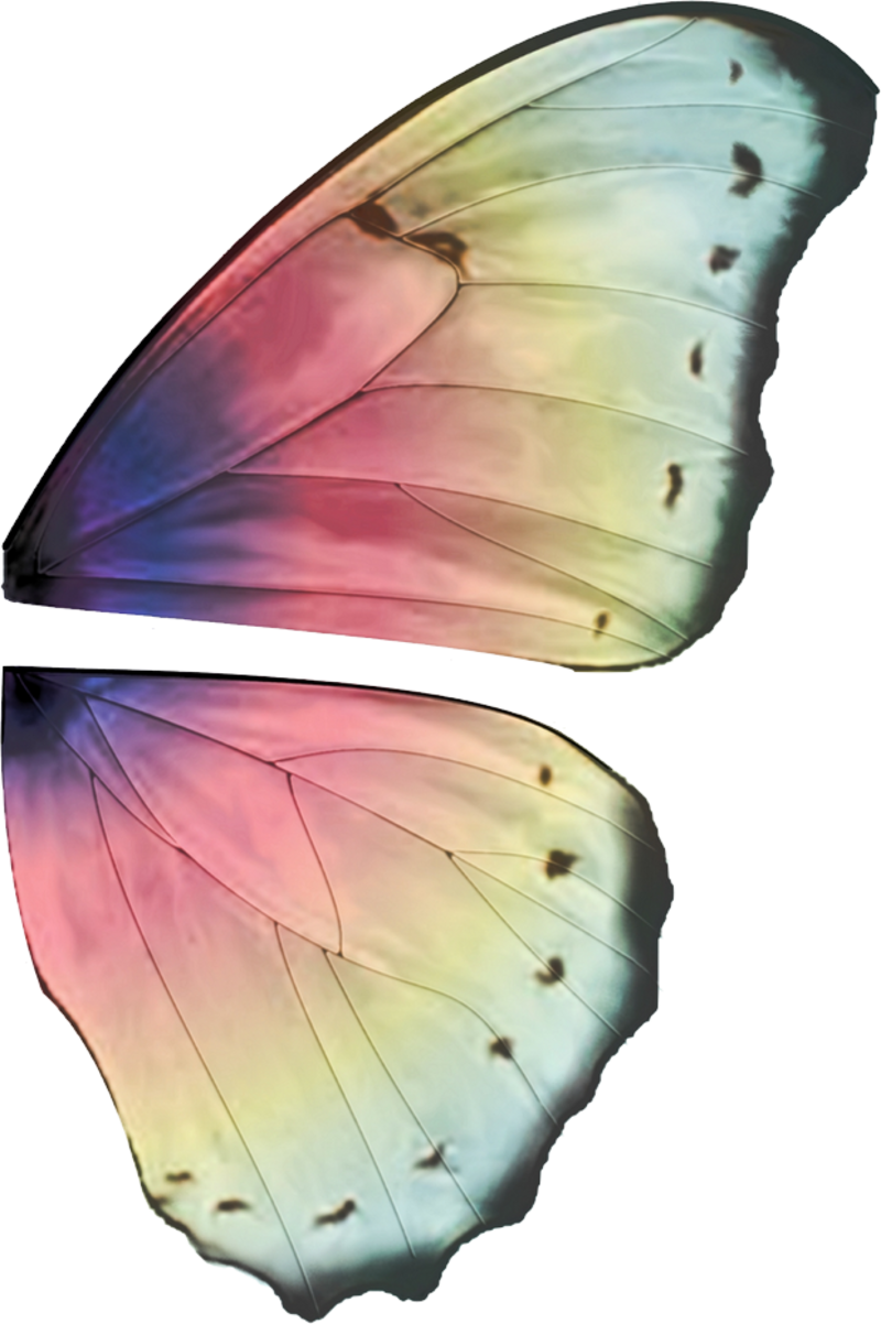 Fairy Wings Background Clipart