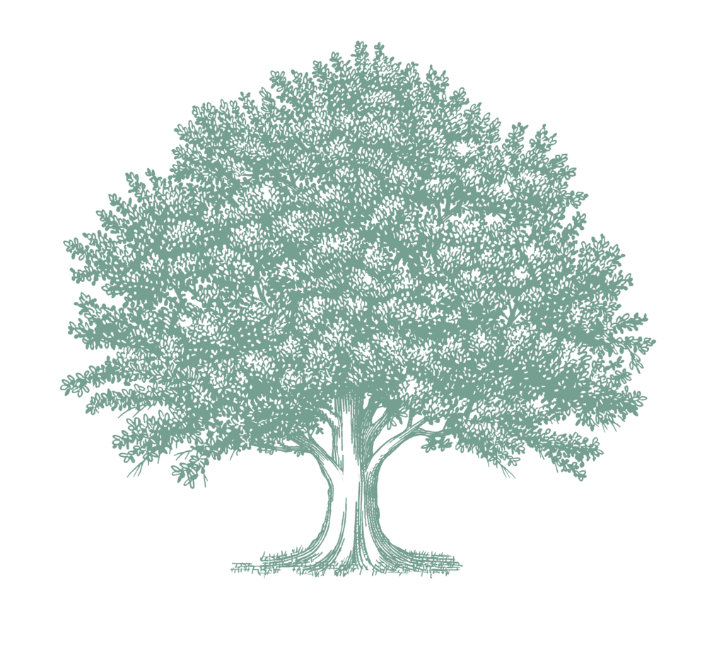 Oak Tree Drawing Clipart