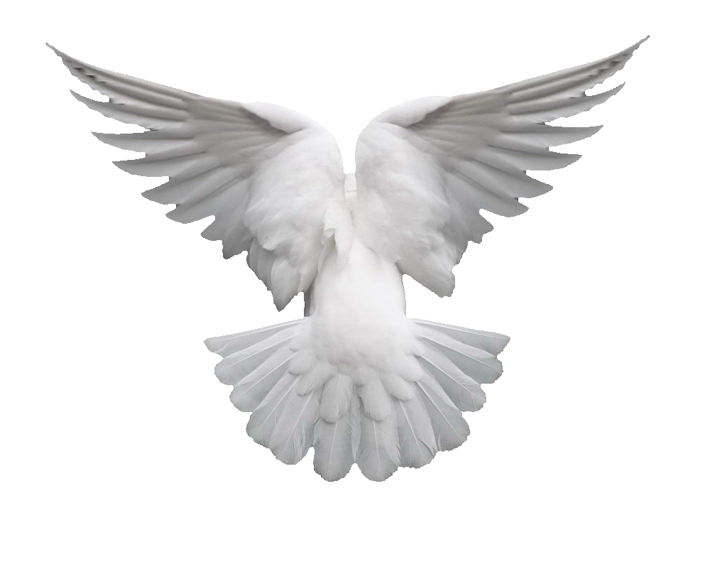 Dove Bird Clipart