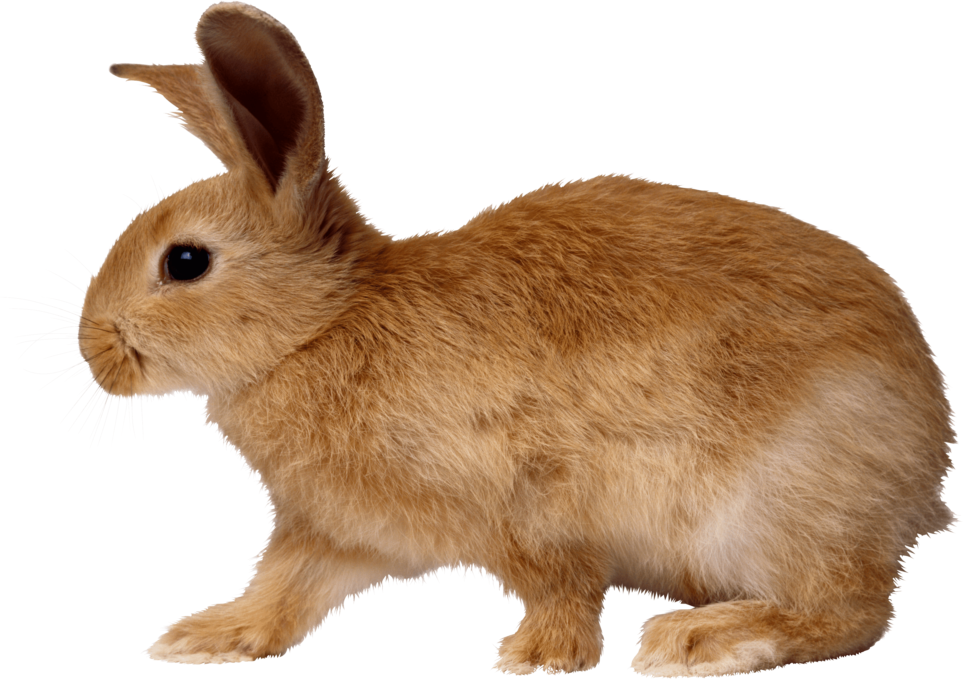 Bunny Cartoon Clipart