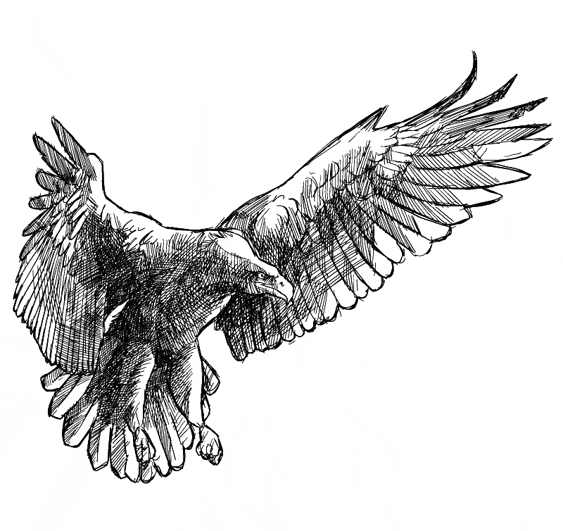 Eagle Bird Clipart