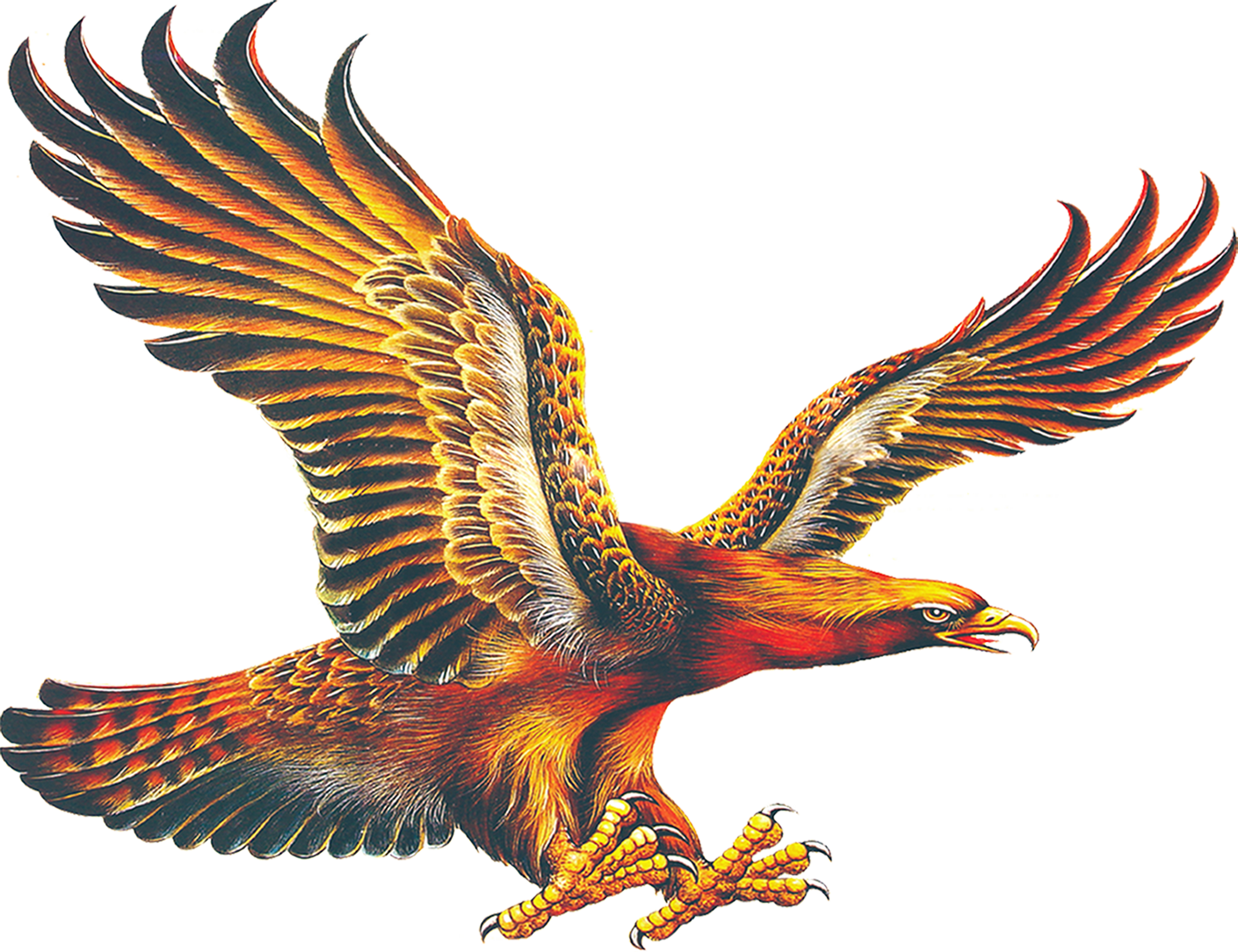 Eagle Bird Clipart