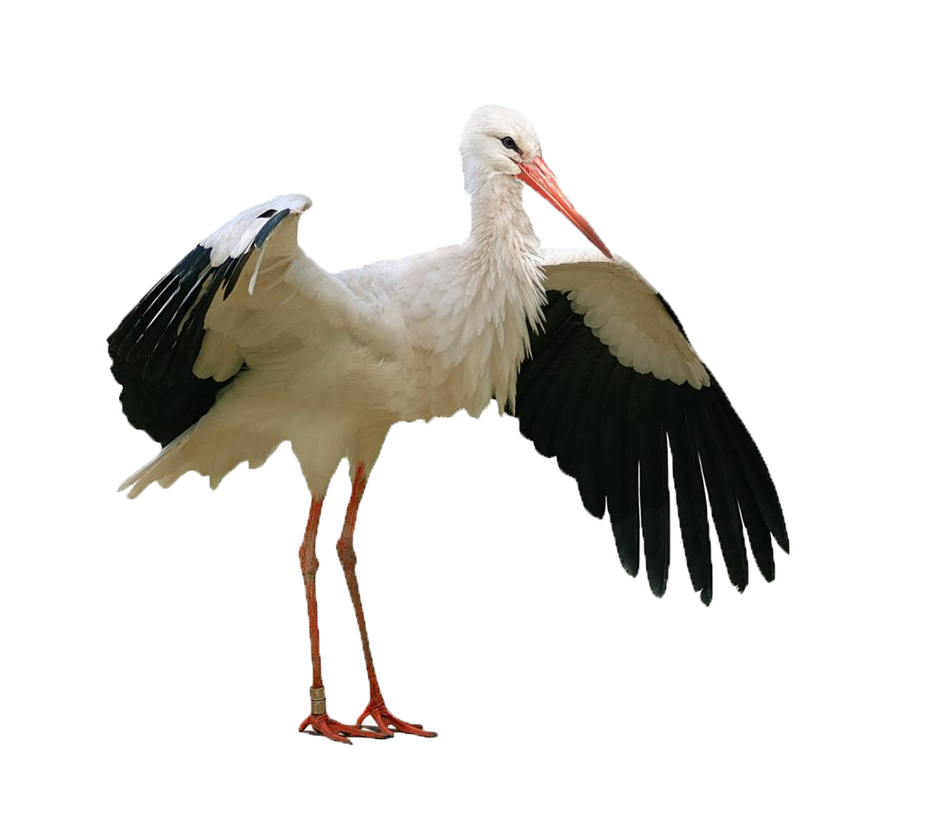 Crane Bird Clipart