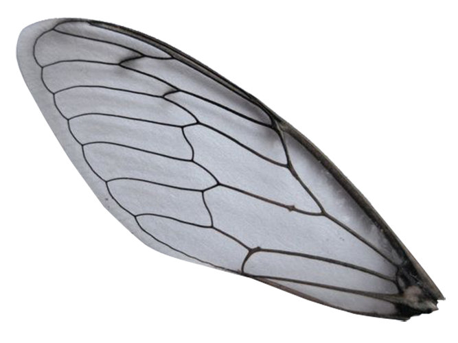 Insect Wing Pollinator Clipart
