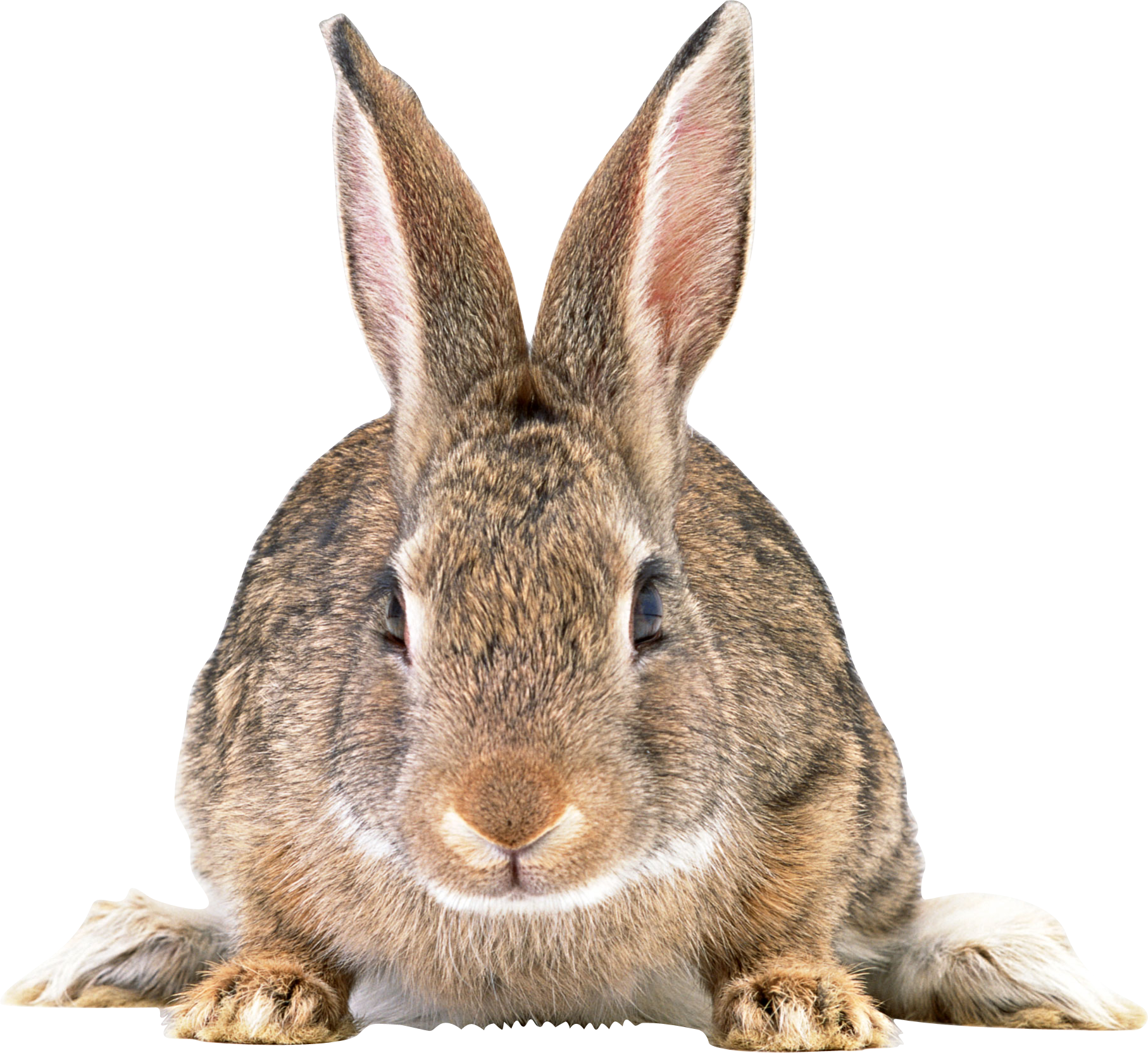 Easter Bunny Background Clipart