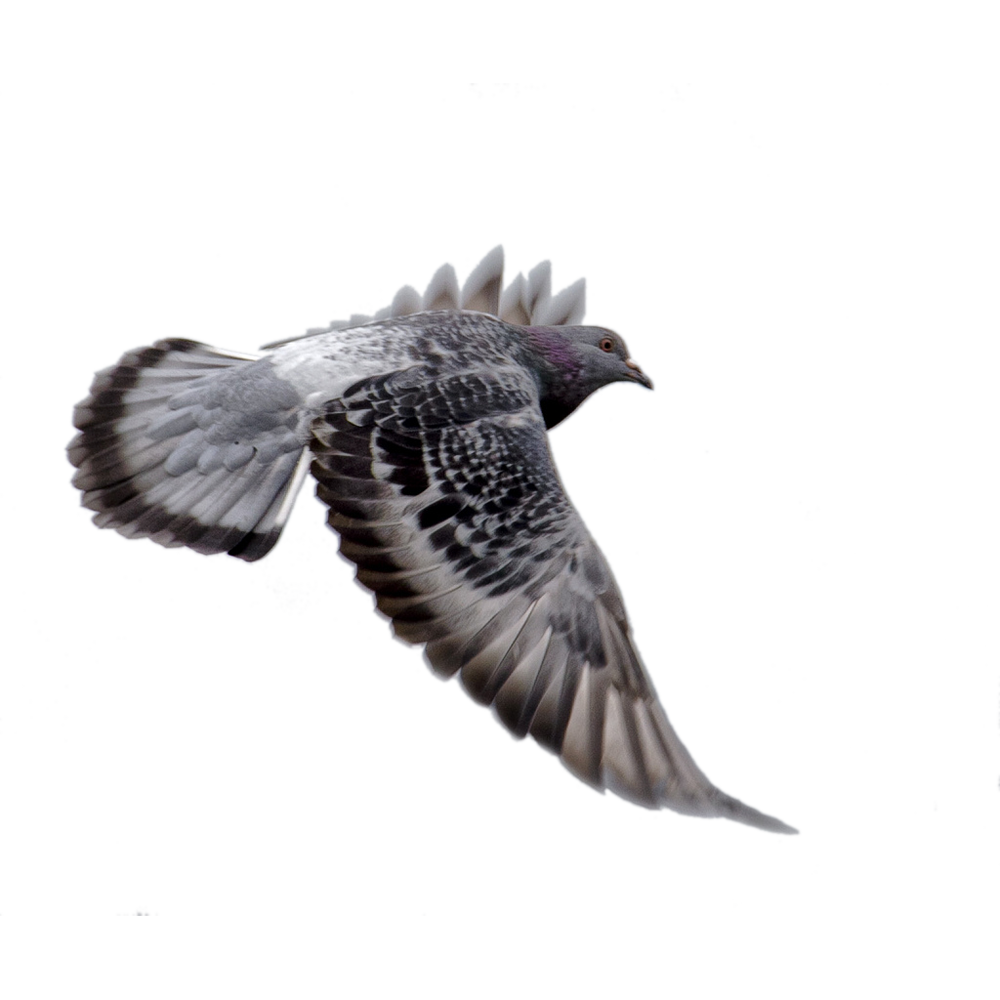 Bird Wing Clipart