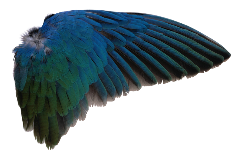 Bird Parrot Clipart