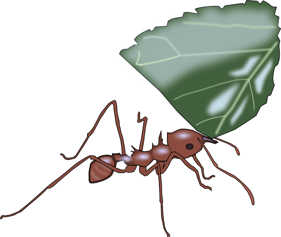 insect carpenter ant pest ant leaf Clipart