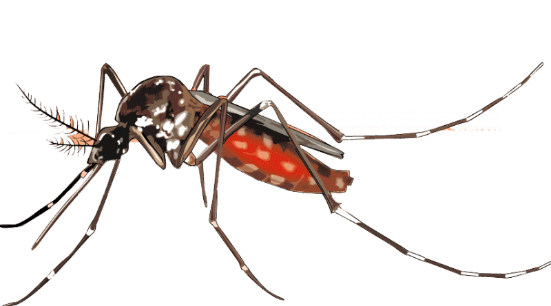 Ant Cartoon Clipart