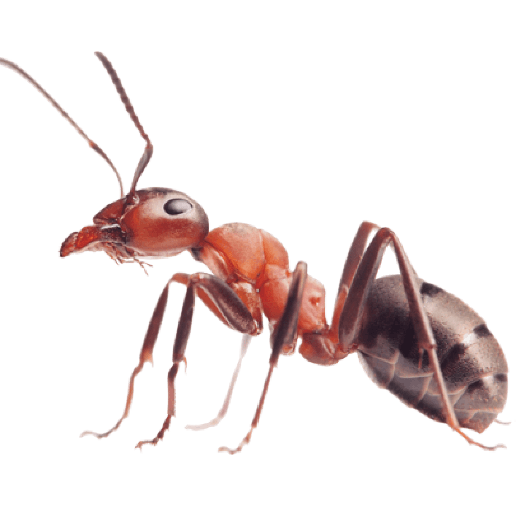 Ant Cartoon Clipart