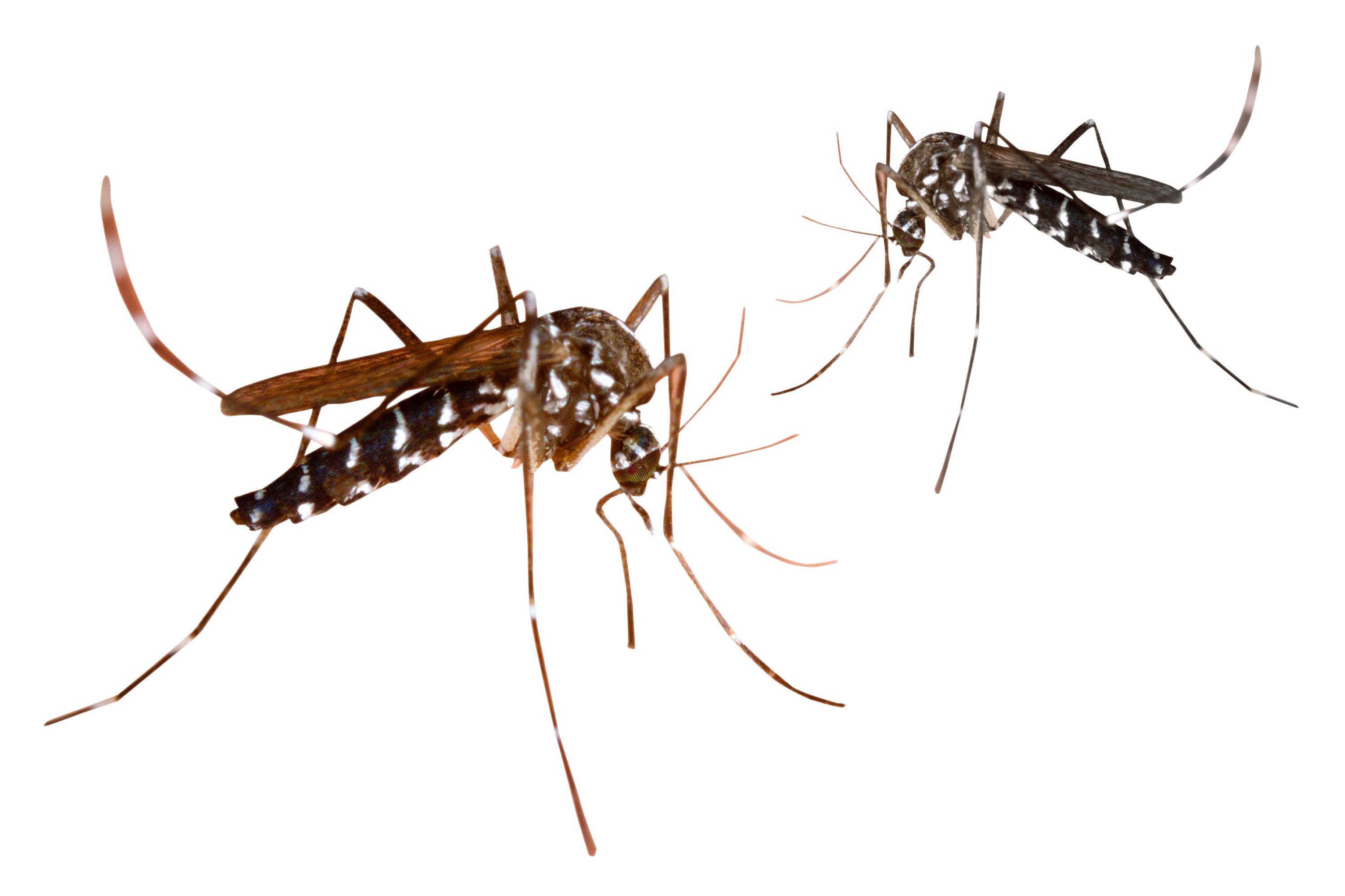 Ant Cartoon Clipart