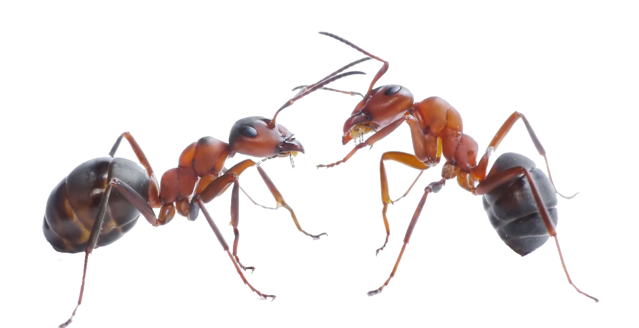 Ant Cartoon Clipart