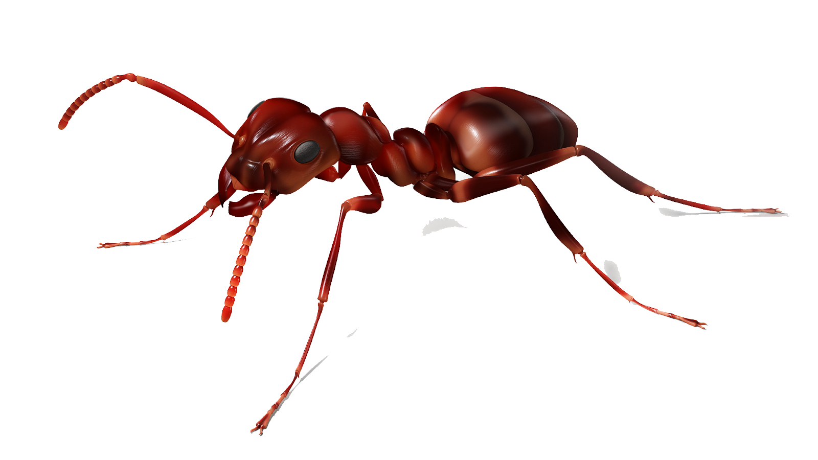 Ant Cartoon Clipart