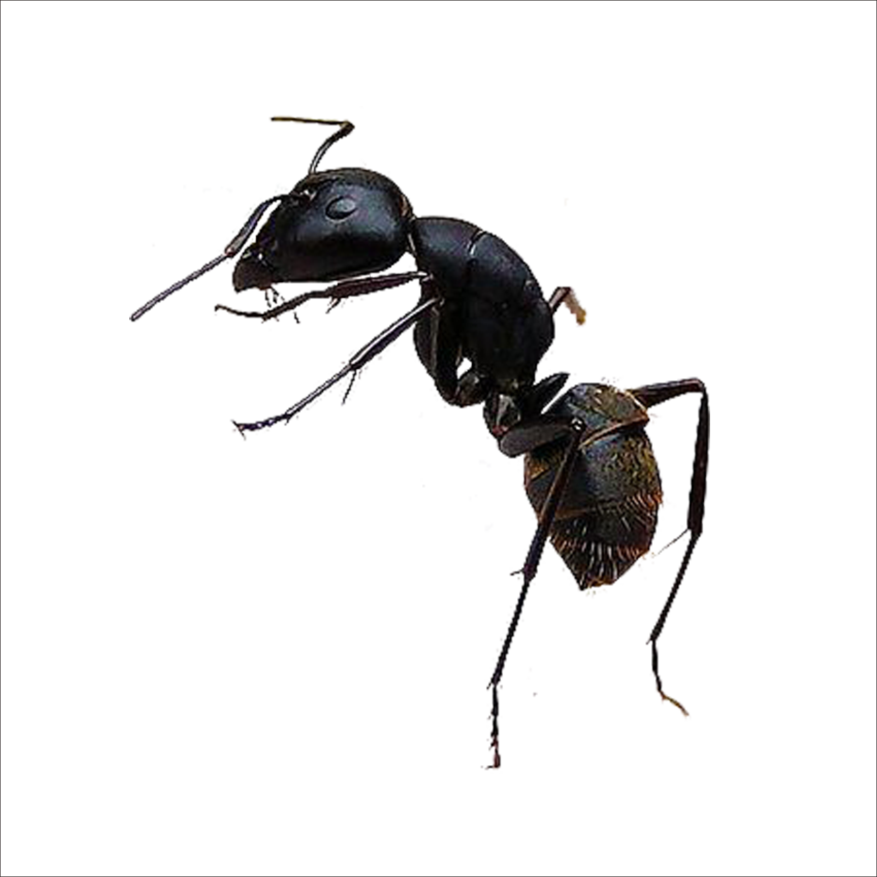 Ant Cartoon Clipart