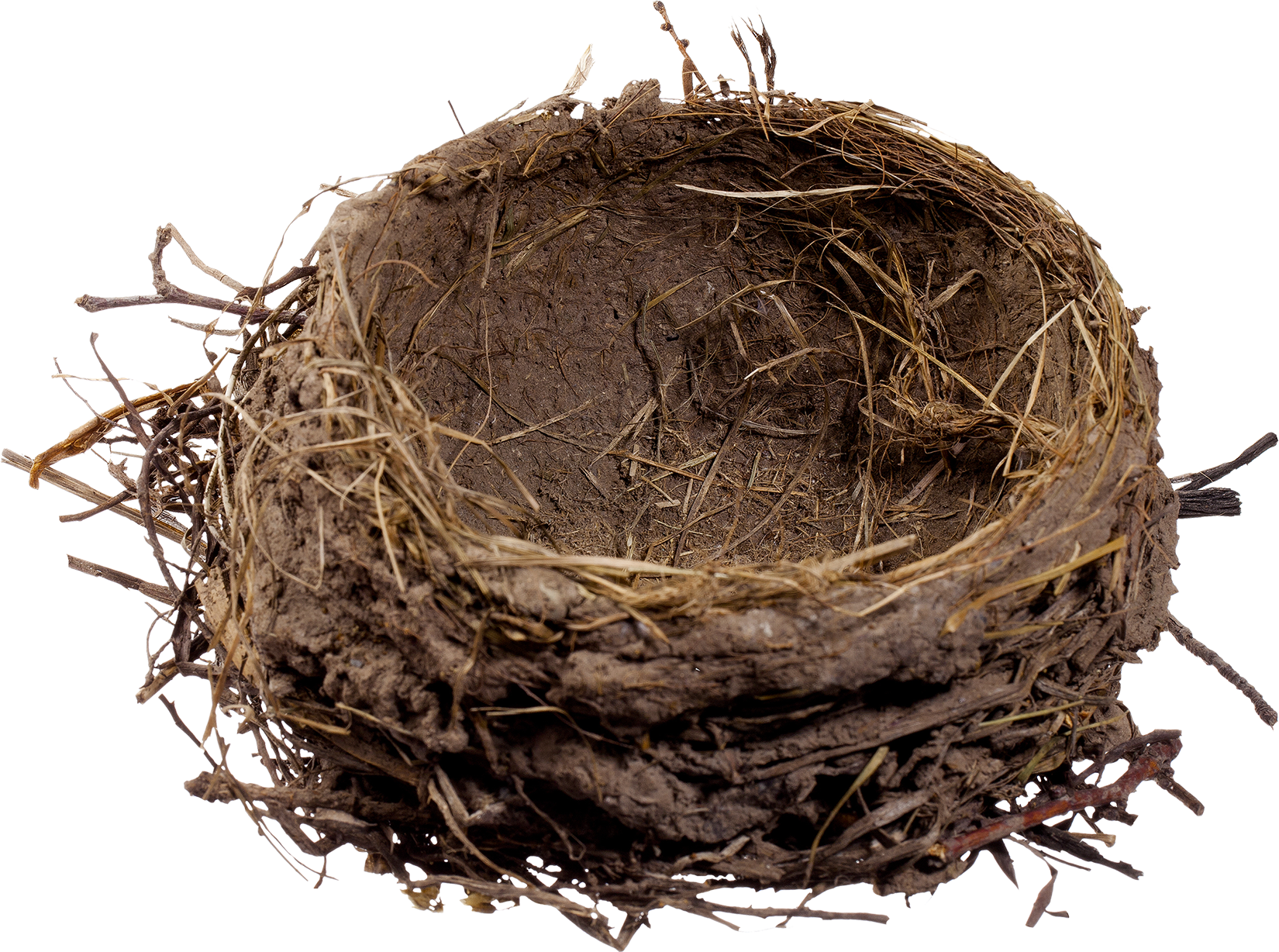 Bird Clipart Clipart