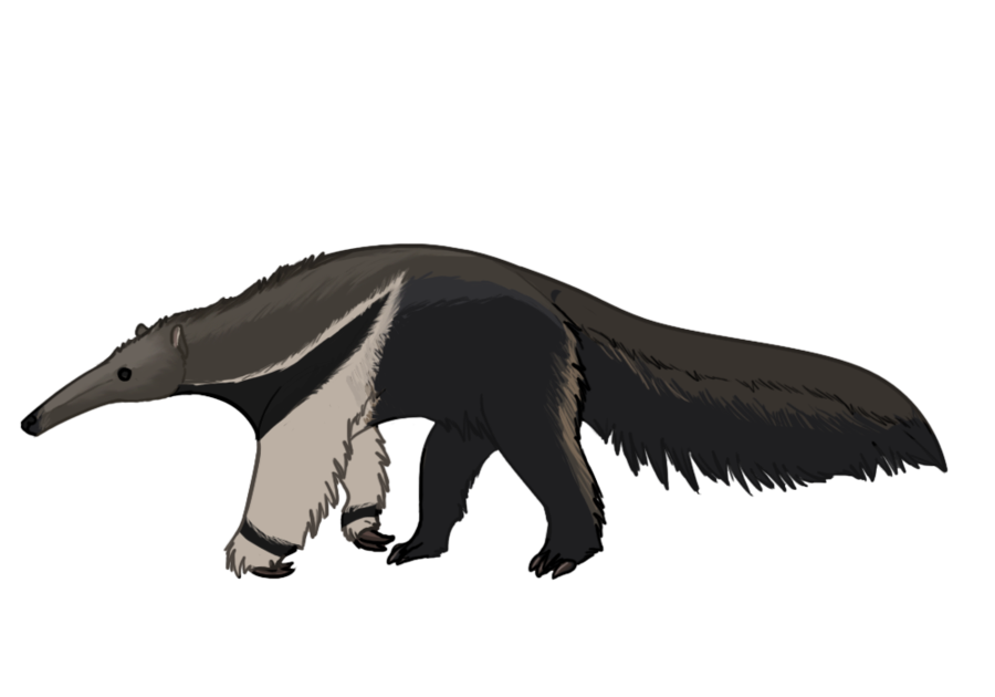 Bear Cartoon Clipart