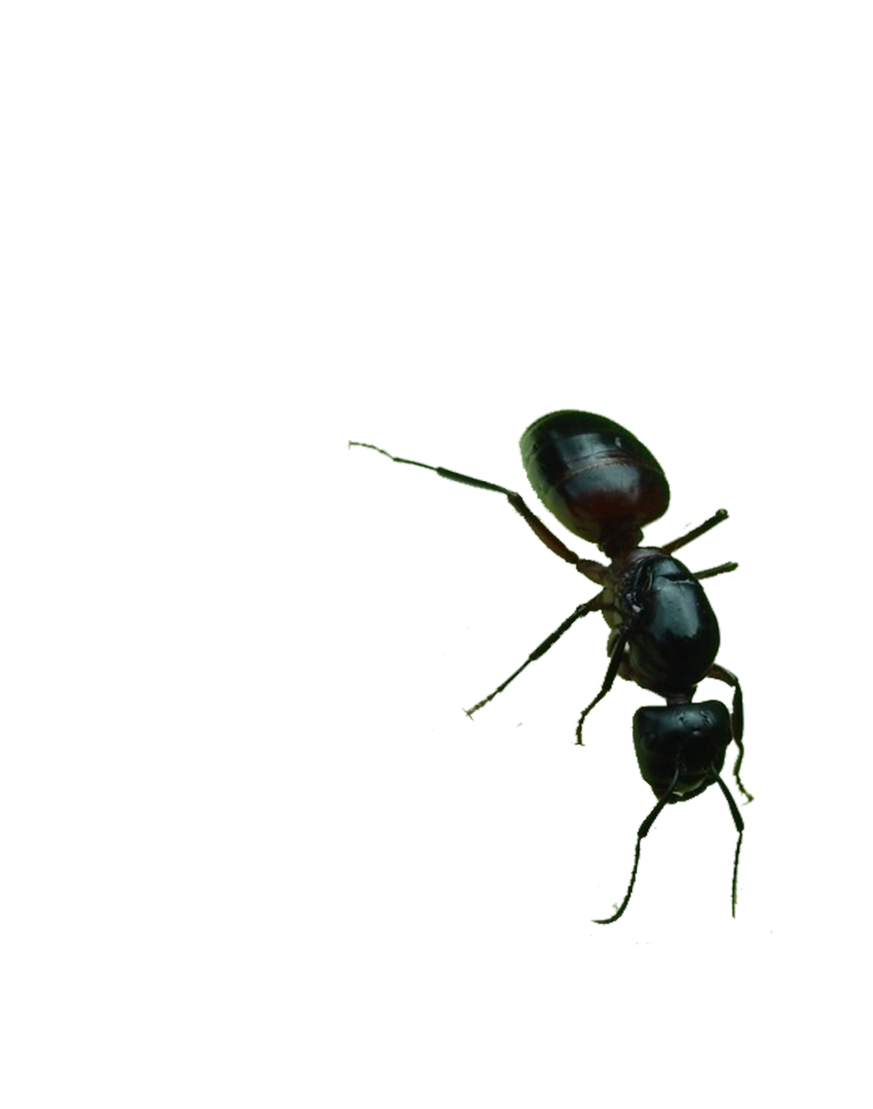 Ant Cartoon Clipart