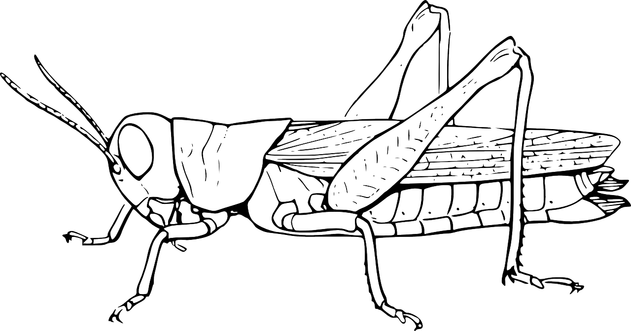 Ant Cartoon Clipart