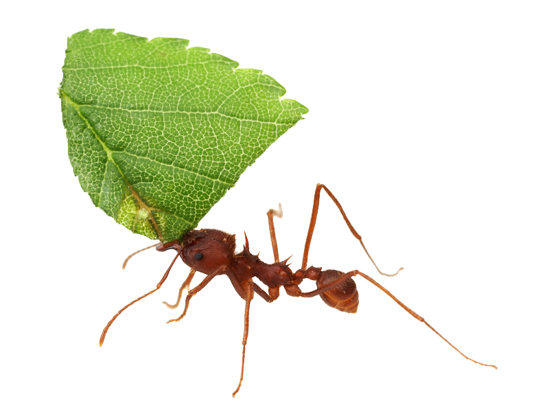 Ant Cartoon Clipart