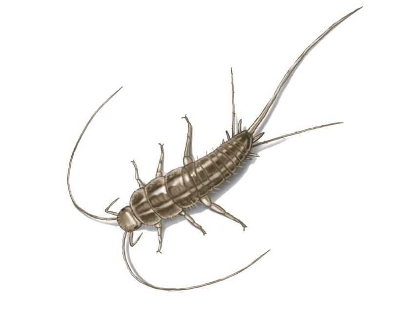 Ant Cartoon Clipart