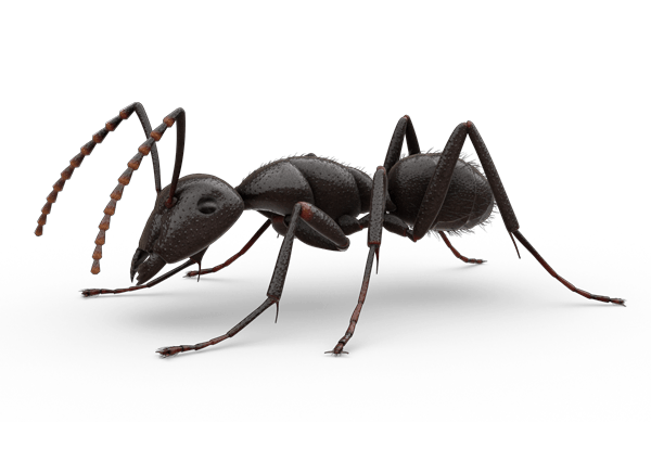 Ant Cartoon Clipart