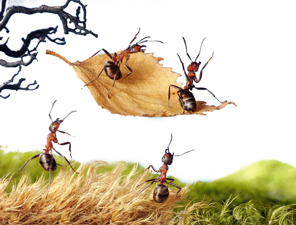 Ant Cartoon Clipart