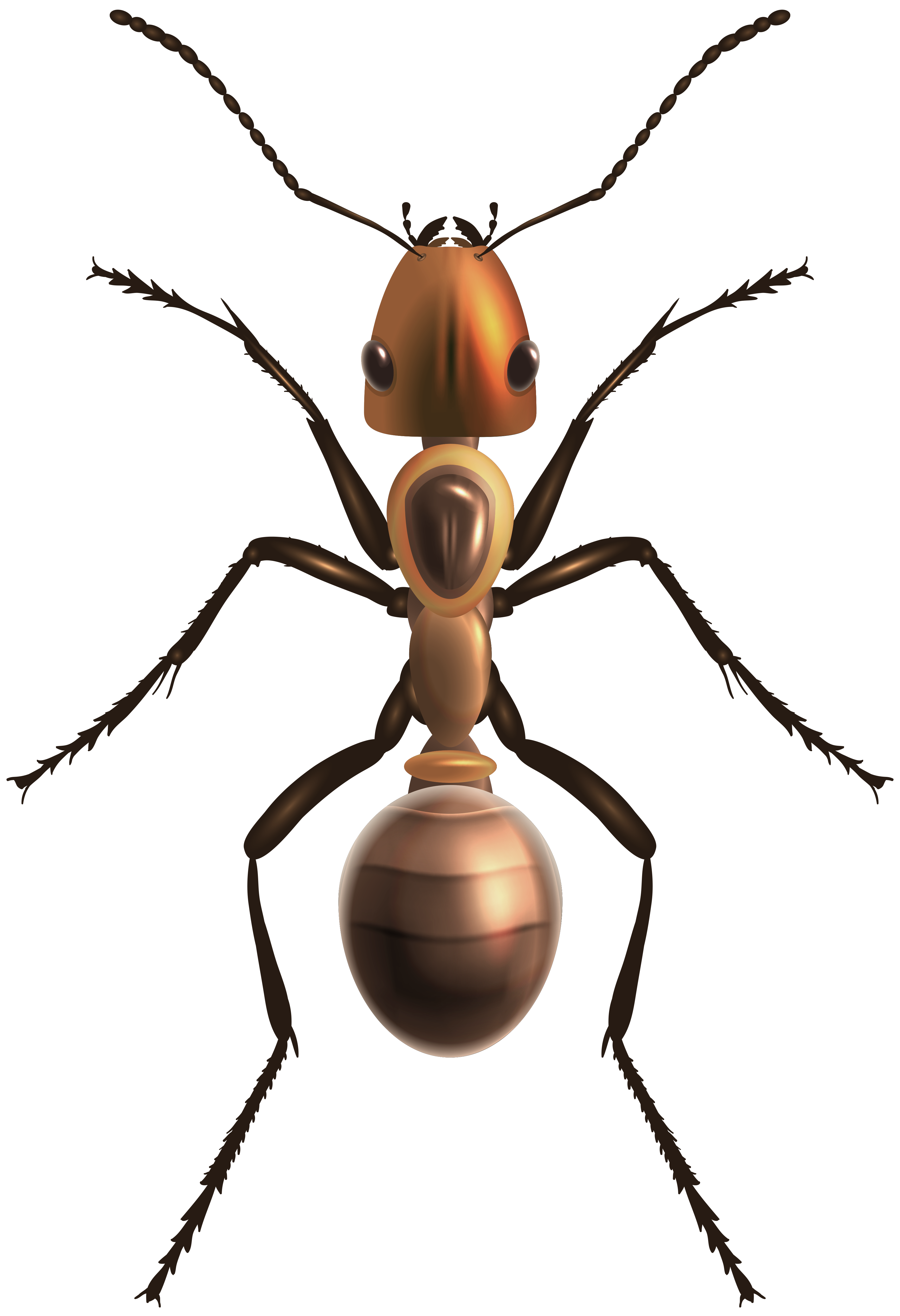 Ant Cartoon Clipart