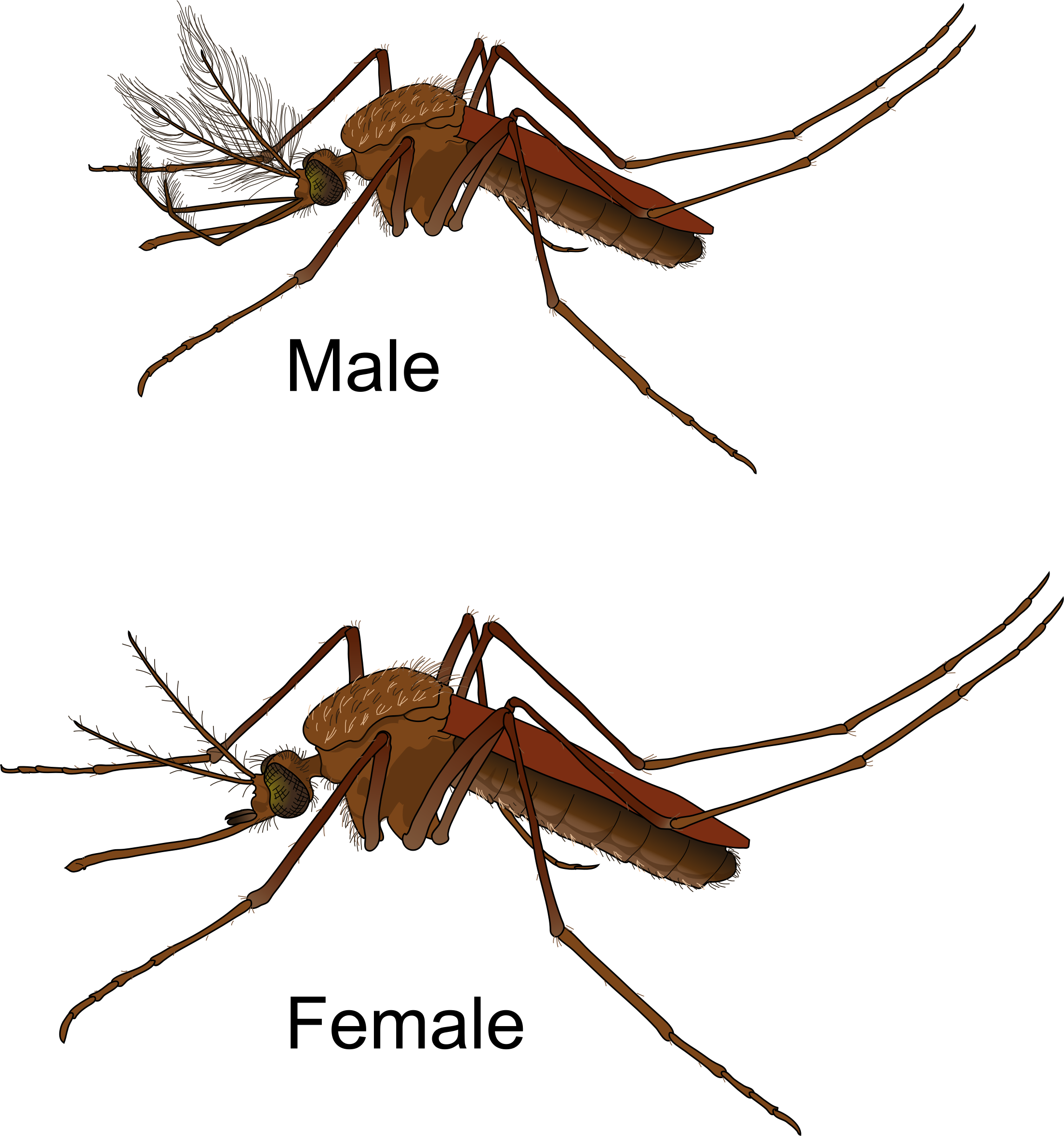 Ant Cartoon Clipart