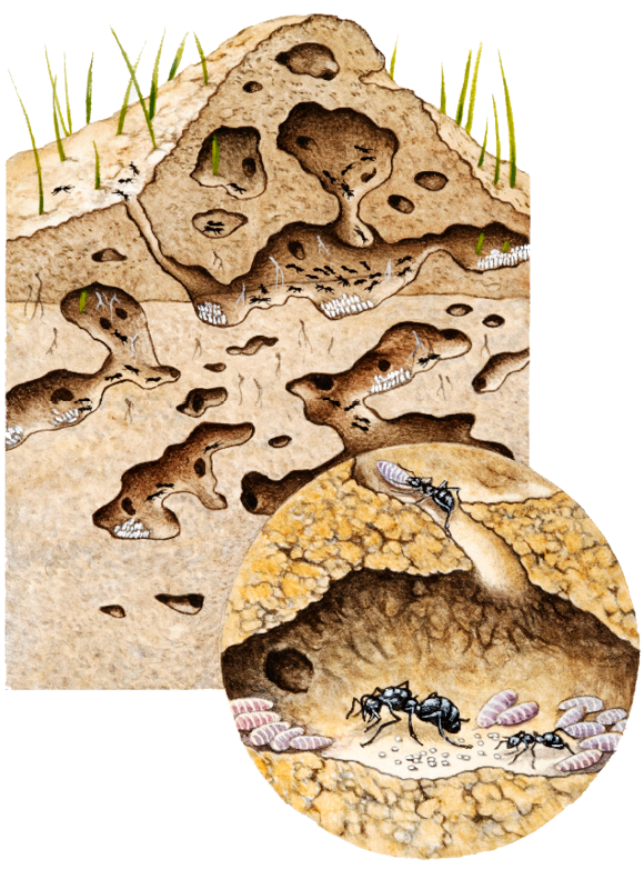 Ant Cartoon Clipart