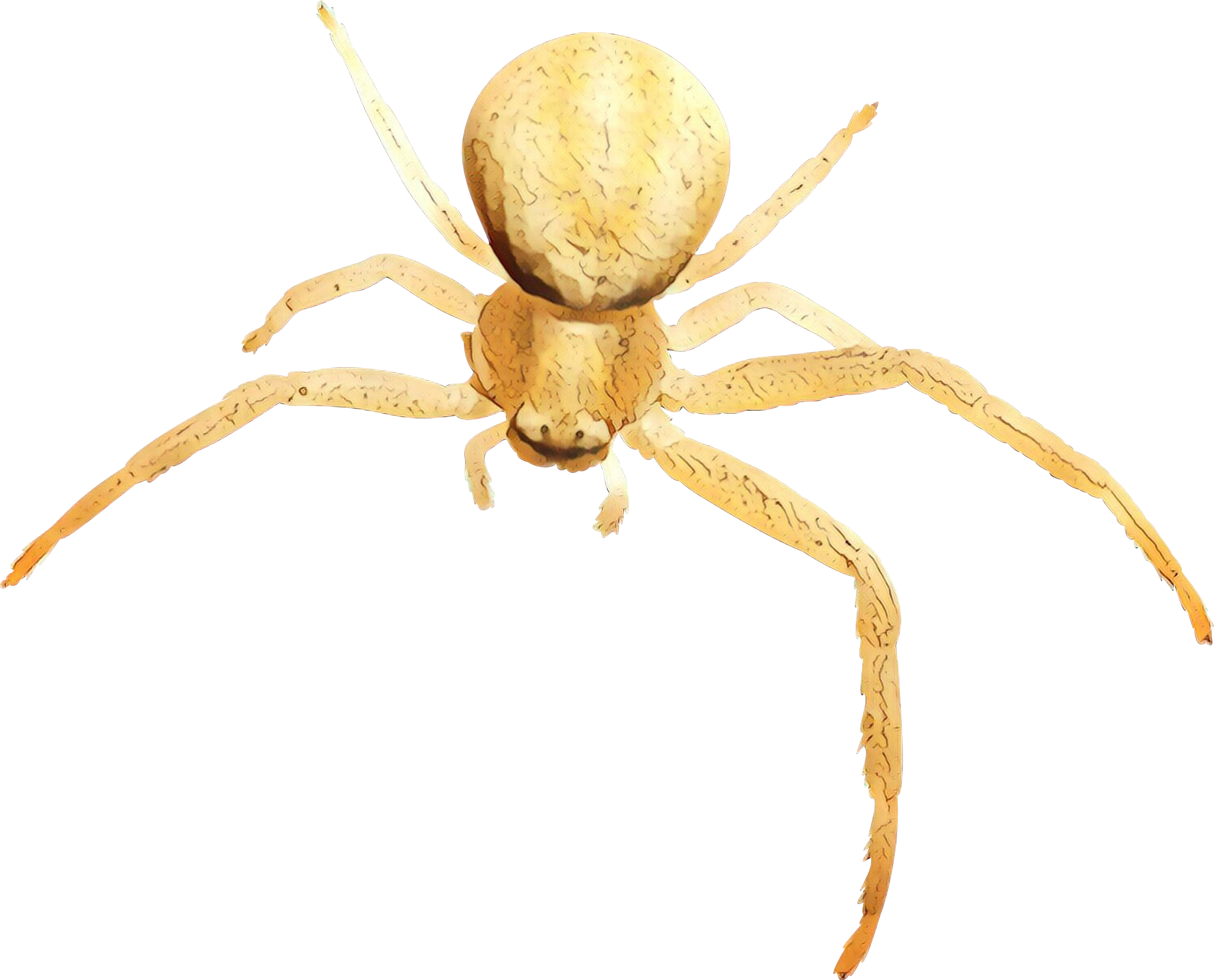 Spiders Cartoon Clipart