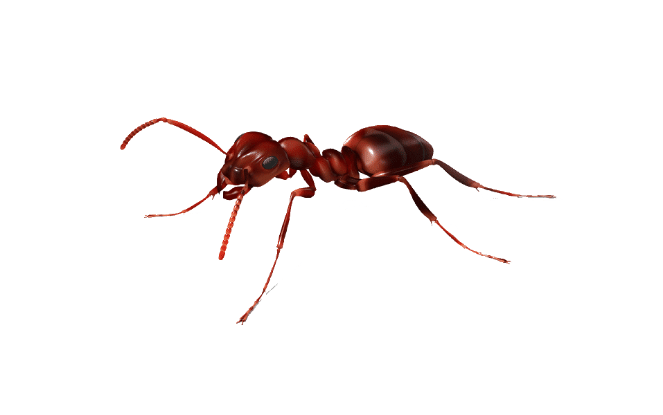 Ant Cartoon Clipart