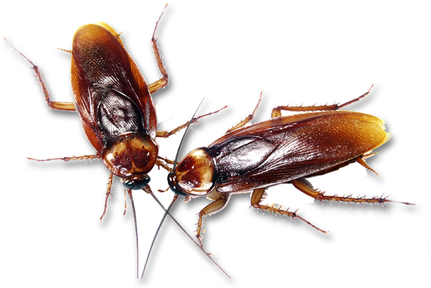 Ant Cartoon Clipart