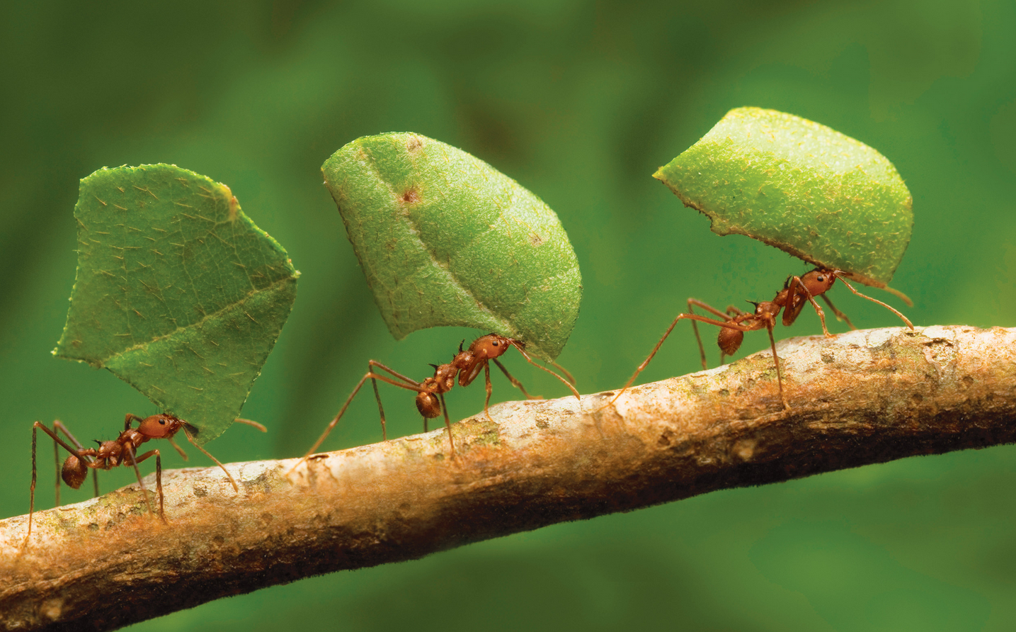 Ant Cartoon Clipart