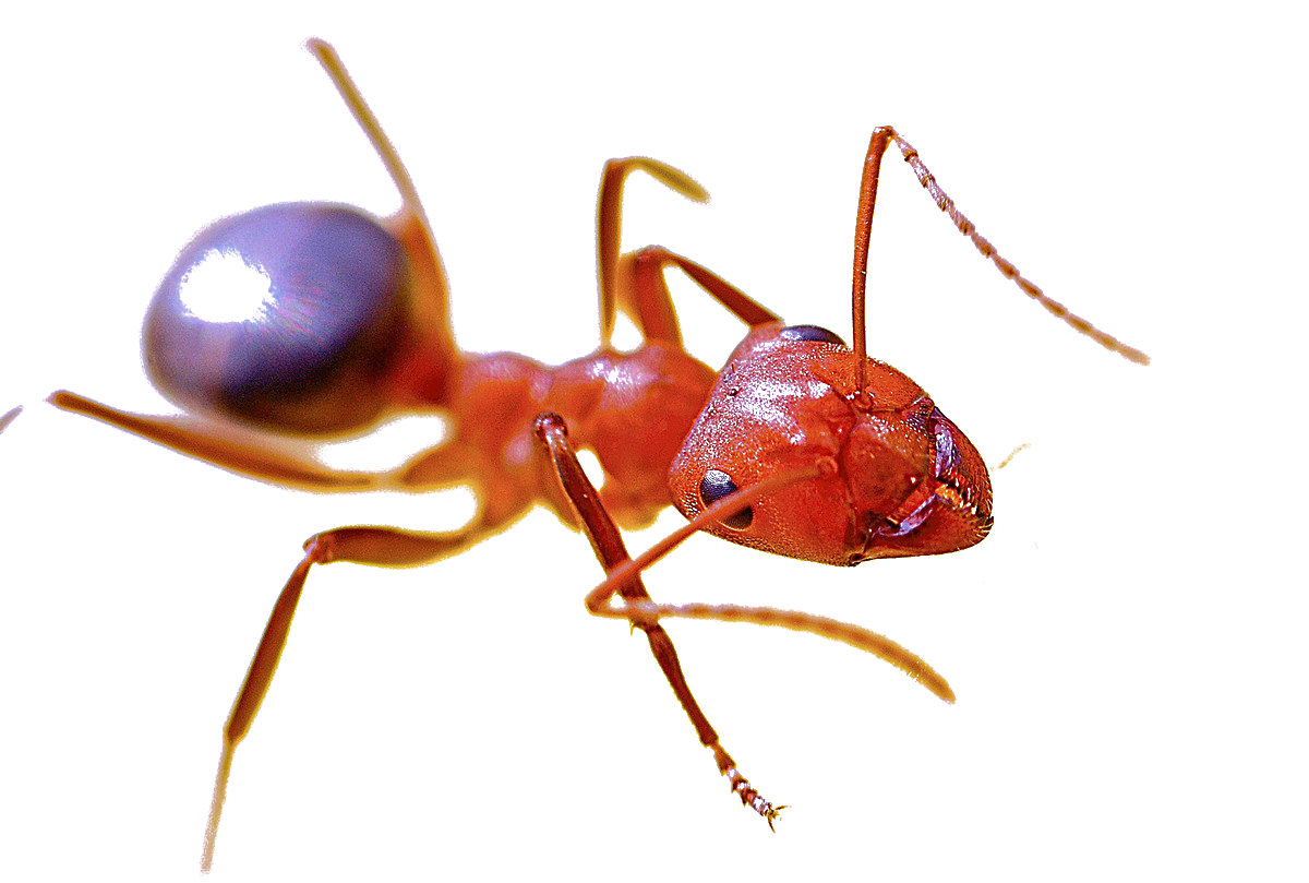 Ant Cartoon Clipart