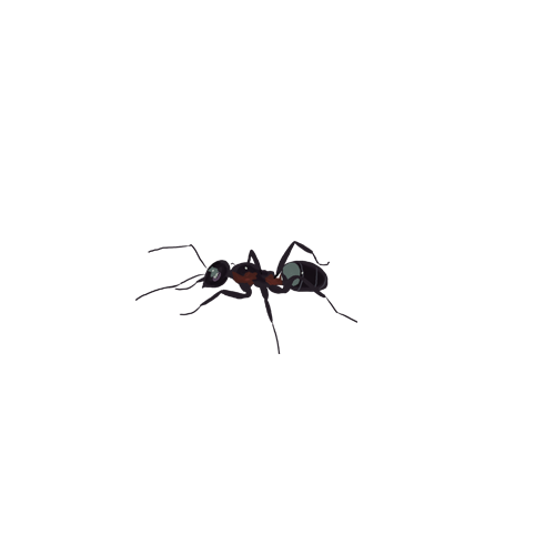 Ant Cartoon Clipart