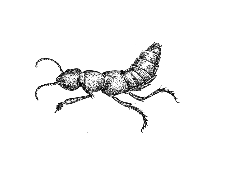 Ant Cartoon Clipart