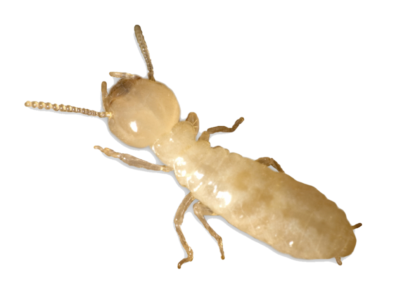 Ant Cartoon Clipart
