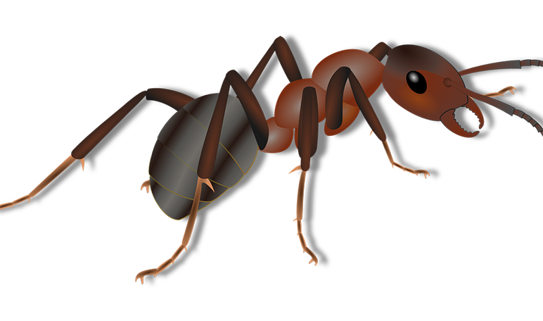 Ant Cartoon Clipart