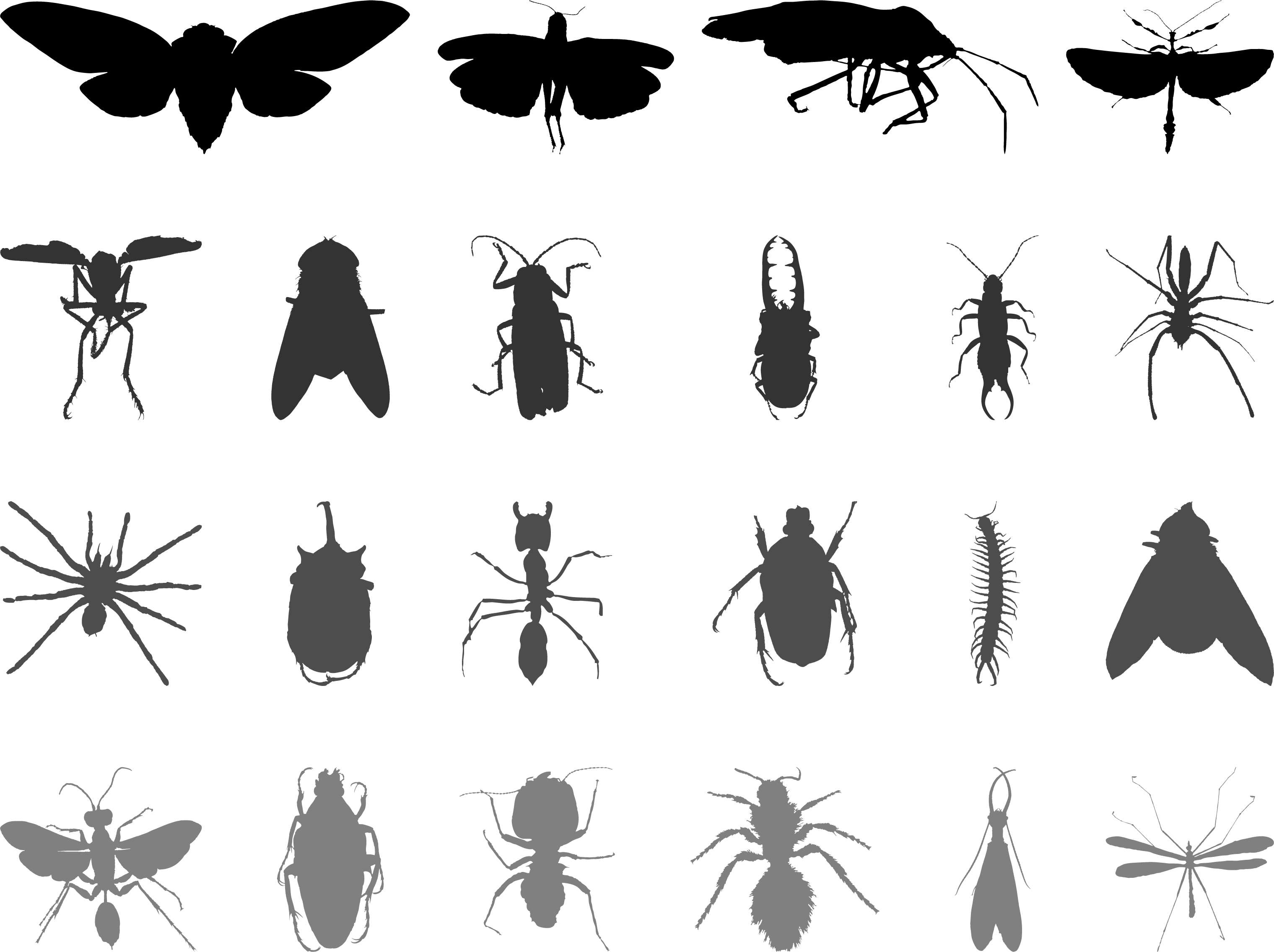 Butterfly Black And White Clipart