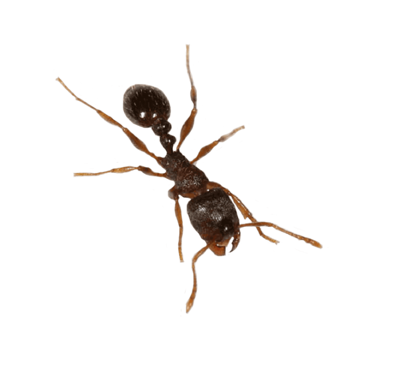 Ant Cartoon Clipart