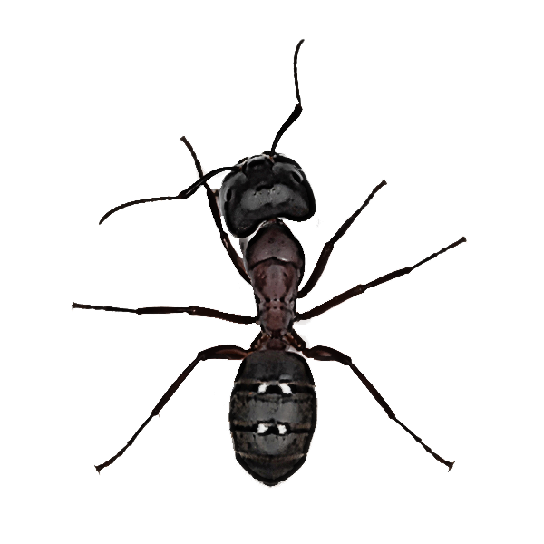 insect pest carpenter ant ant membrane-winged insect Clipart