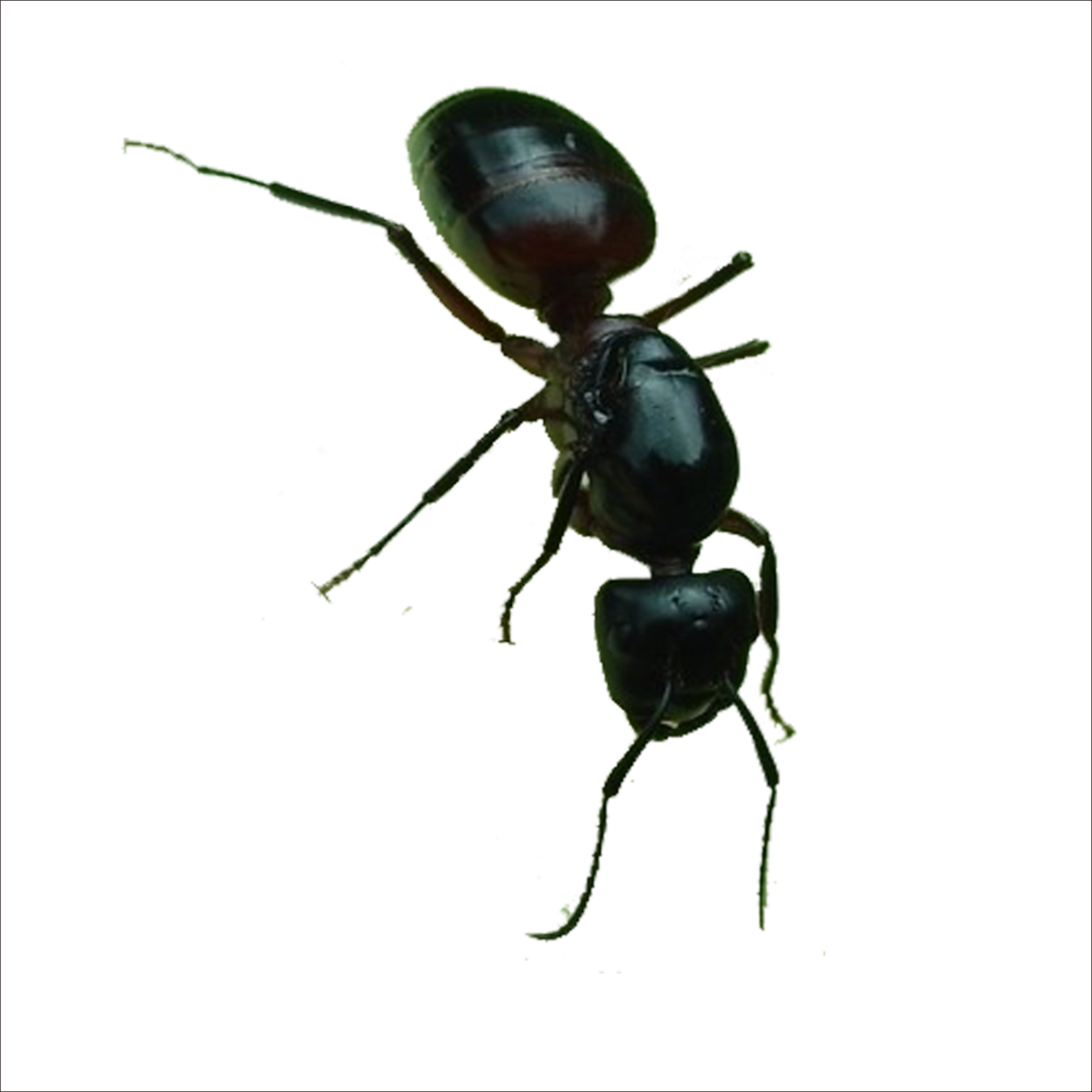 Ant Cartoon Clipart