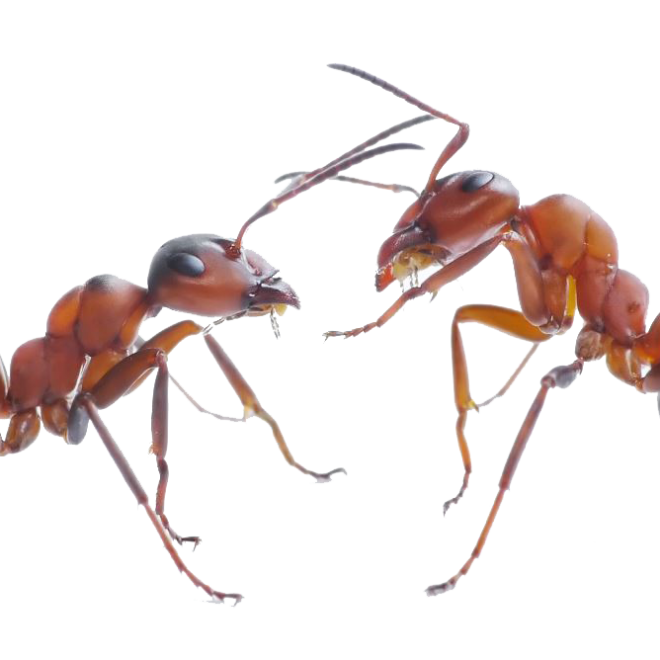 Ant Cartoon Clipart