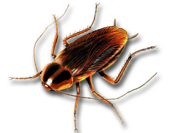 Ant Cartoon Clipart