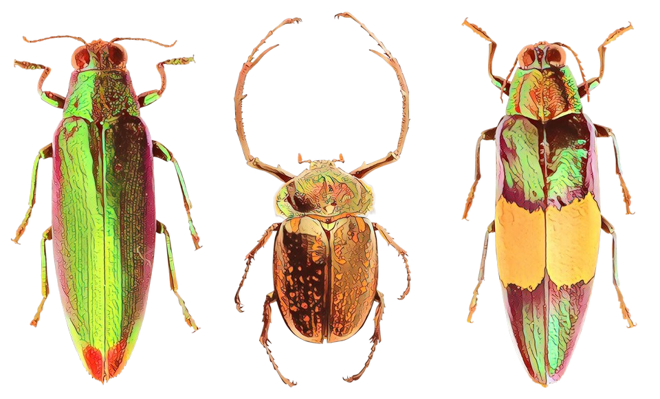 Ant Cartoon Clipart