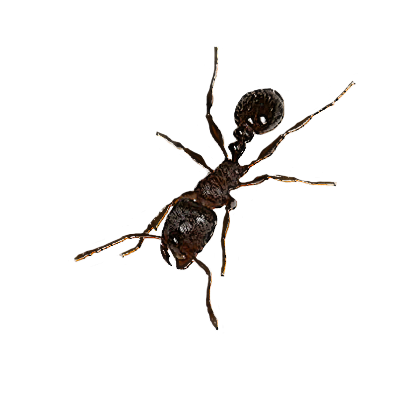 insect pest spider carpenter ant arachnid Clipart