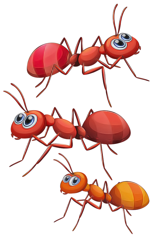 insect pest ant carpenter ant membrane-winged insect Clipart