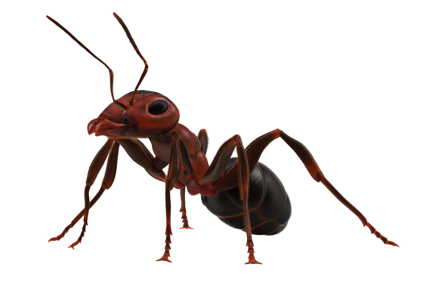 Ant Cartoon Clipart