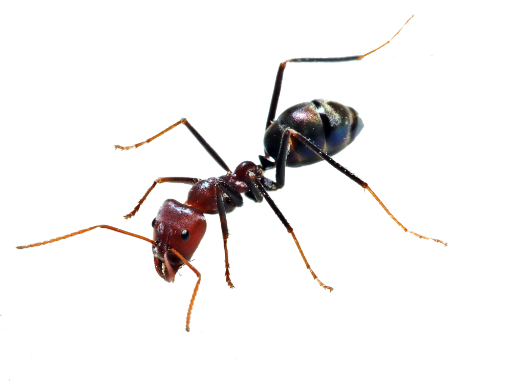 Ant Cartoon Clipart